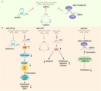 Interaction of ncRNA and Epigenetic Modifications in Gastric Cancer: Focus on Histone Modification